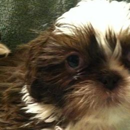 Bearded Collies and Shih Tzus from Lakewood