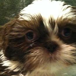 Bearded Collies and Shih Tzus from Lakewood