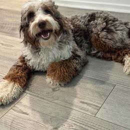Kai - Bernedoodle