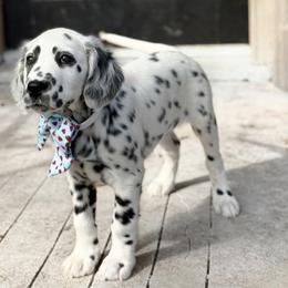 Dalmatian Puppies from Spotted Jewels Dalmatians