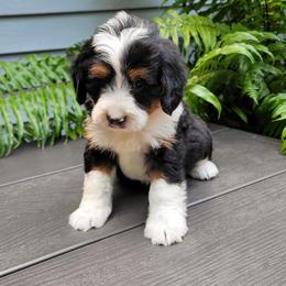 Henry - Tri-color male Bernedoodle puppy in Narvon, Pennsylvania from Beartown Doodles
