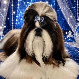 Blayne - Shih Tzu
