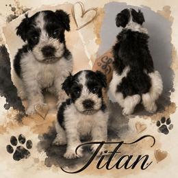 Titan - Parti male Miniature Schnauzer puppy in Bloomington, California from Michael's Minis