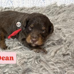 Dean - Brown and white male Aussiedoodle puppy in Fort Worth, Texas from Doodles by Dada