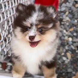 Chocolate Merle tweed boy. AKC - Chocolate merle male Pomeranian puppy in Princeton, New Jersey from PureLove Poms.