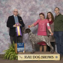 German Shorthaired Pointer All Grown Up from Windward German Shorthaired Pointers