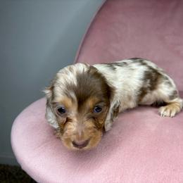 Winnie - Dapple female Dachshund puppy in Merced, California from JBDKennel