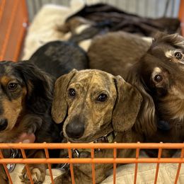 Dachshunds from Long Little Doggies