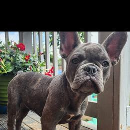 Pluto (Tiny) - Blue fawn male French Bulldog puppy in Cincinnati, Ohio from Sun City Kennels