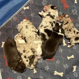 Toy Australian Shepherd Puppies from Buffy’s Little Aussies