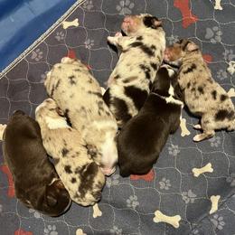 Toy Australian Shepherd Puppies from Buffy’s Little Aussies