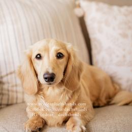 Maggie - Dachshund
