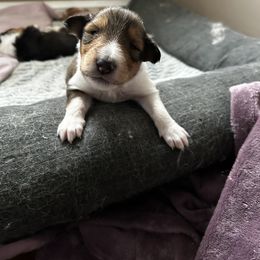 Collie Puppies from Kimberly Robillard
