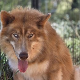 Royal - Native American Indian Dog