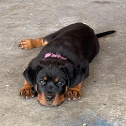 Lucia - Black and tan female Rottweiler puppy in Phoenix, Arizona from Midnight Rottweilers