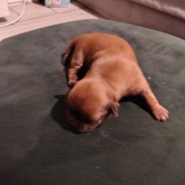 Suzy - Liver female Shih Tzu puppy in Grand Prairie, Texas from R&R Shih-Tzus & Stud Services