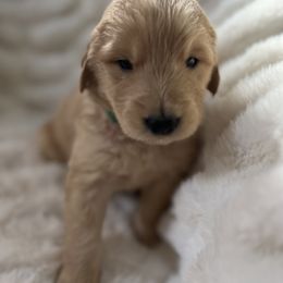 Boy 2 - Golden Retriever puppy from Washington Lakeside Goldens