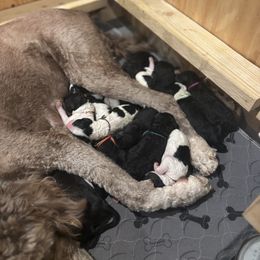 Bernedoodle and Poodle Puppies from Brossier Bernedoodles