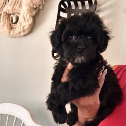 Male-yellow - Black & white male Maltipoo puppy in Southern,, California from Maltipoo Tiny Pups