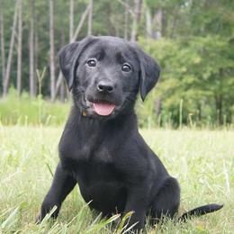 Miss Gold Collar Black Female - Black female Labrador Retriever puppy in Johnston, South Carolina from Dry Pond Retrievers, LLC