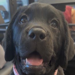 Golden Retrievers and Labrador Retrievers from Vara Family Retrievers