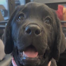 Golden Retrievers and Labrador Retrievers from Vara Family Retrievers