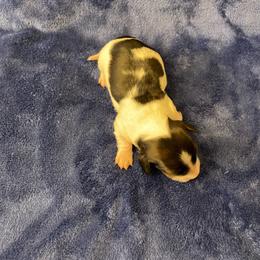 Boy 2 Piebald Blaze - Wild boar male Dachshund puppy in Bakersfield, California from Open Hourglass LLC