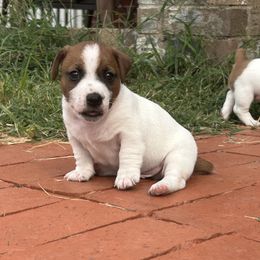 Russell Terrier Puppies from Claddagh Pastures