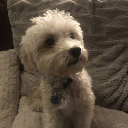 Lucy - Maltipoo