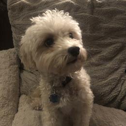 Lucy - Maltipoo