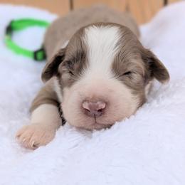 Green collar - Red merle male Aussiedoodle puppy in Coulee City, Washington from Mr and Mrs Doodle Farm