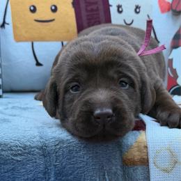 Dark Pink - Chocolate female Labrador Retriever puppy in Heath Springs, South Carolina from Rich Hill Retrievers