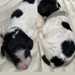 Grey Collar - Parti male Poodle puppy in League City, Texas from Chauffeured Poodles