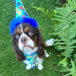 Cavalier King Charles Spaniel All Grown Up from B&C Wigglebutts