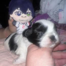 Oliver Aiku - Black and white male Shih Tzu puppy in Citrus Heights, California from The Lion dog Shih Tzu