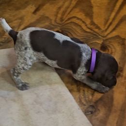 Girl 1 - Liver roan German Shorthaired Pointer puppy in Henderson, Texas from C4 Gun Dogs