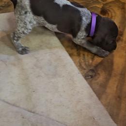 Girl 1 - Liver roan German Shorthaired Pointer puppy in Henderson, Texas from C4 Gun Dogs