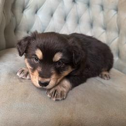 Girl 3 - Black tri-color female Australian Shepherd puppy in Bison, South Dakota from South Dakota Creekside Australian Shepherds