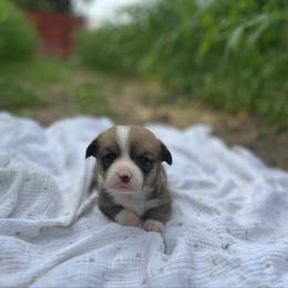 Layla - Red female Pembroke Welsh Corgi puppy in Hope, Arkansas from Foxy Knoll Farm