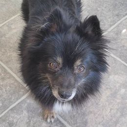 Abby - Pomeranian