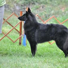Ava - Belgian Sheepdog