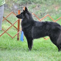 Ava - Belgian Sheepdog