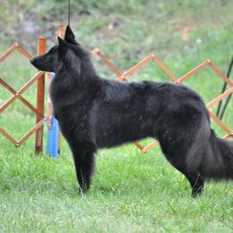 Ava - Belgian Sheepdog