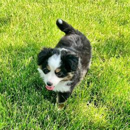 Toy Australian Shepherd Puppies from Kickapoo Creek Toy Aussies