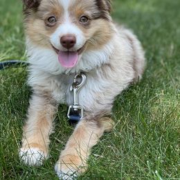Toy Australian Shepherd Puppies from Loyal Litters Toy Australian Shepherds