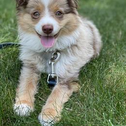 Toy Australian Shepherd Puppies from Loyal Litters Toy Australian Shepherds