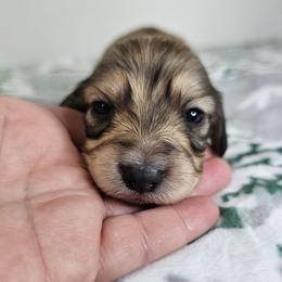 Shaded cream male - Cream male Dachshund puppy in Belle Rive, Illinois from Akin's Miniature Dachshunds, LLC