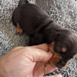 Happy - Black and tan male Dachshund puppy in Chelsea, Oklahoma from Renee's Dachshund's