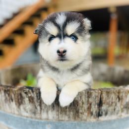Katmai - Silver and white female Pomsky puppy in Rathdrum, Idaho from Smart Pomskies and Frenchies