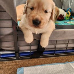 Golden Retriever Puppies from Sugarloaf Golden Retrievers (Formerly Vixena Golden Retrievers)